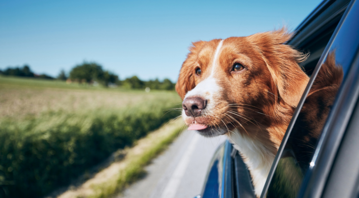 pet-friendly travel destinations with outdoor activities