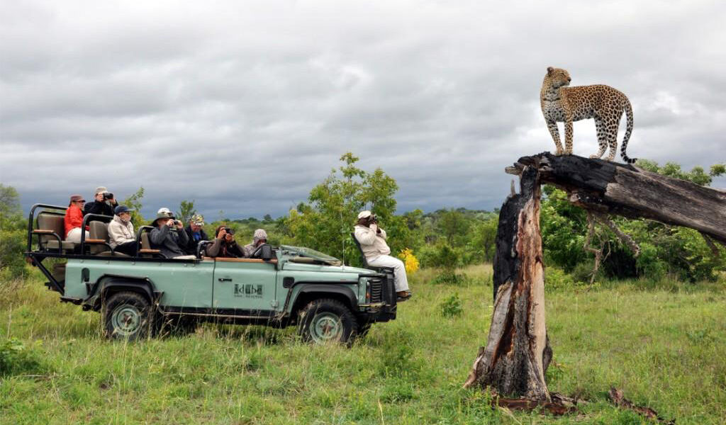 Wildlife safari experiences in Africa