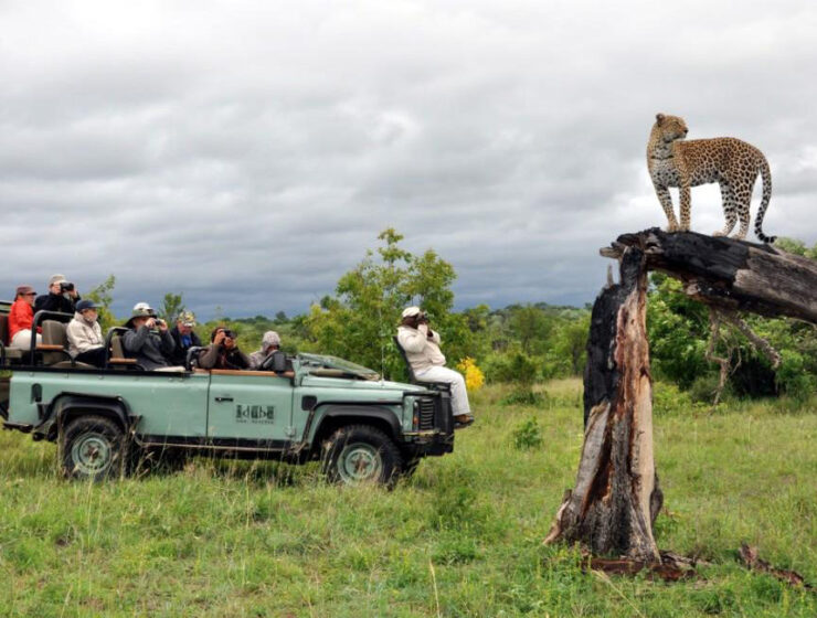 Wildlife safari experiences in Africa