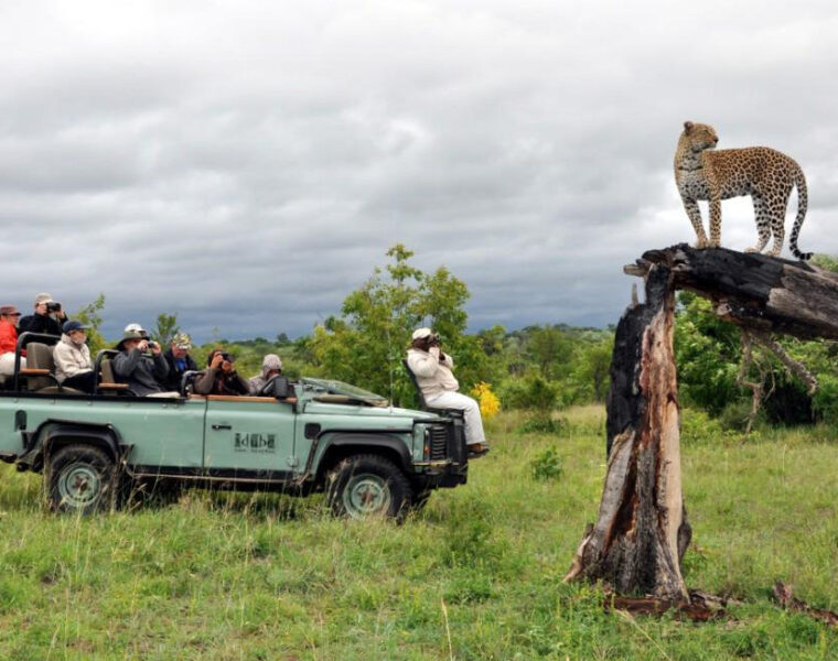 Wildlife safari experiences in Africa