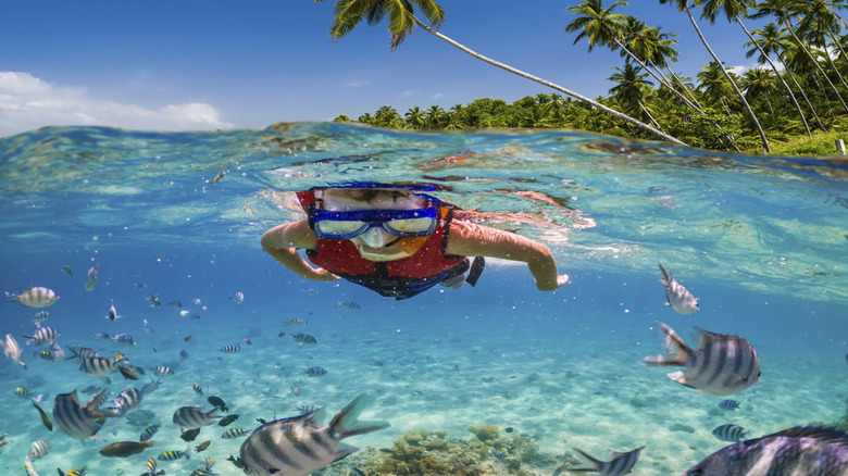 Caribbean islands perfect for snorkeling beginners