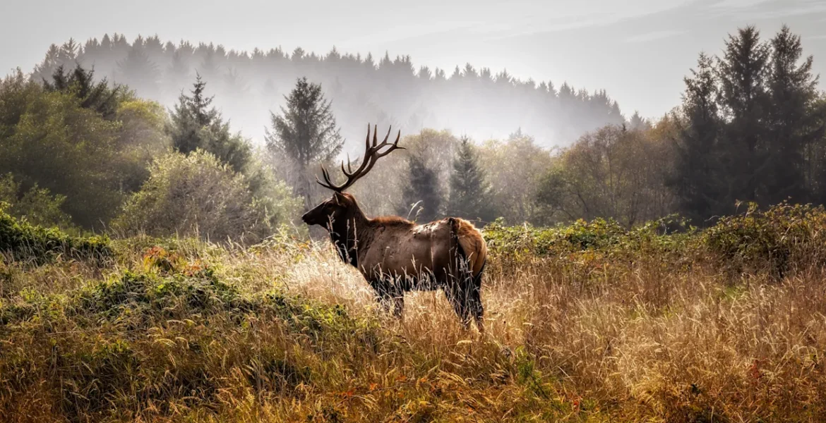 Top national parks for wildlife spotting