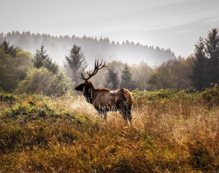 Top national parks for wildlife spotting