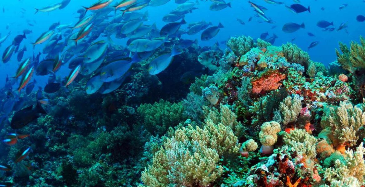 Top scuba diving destinations worldwide