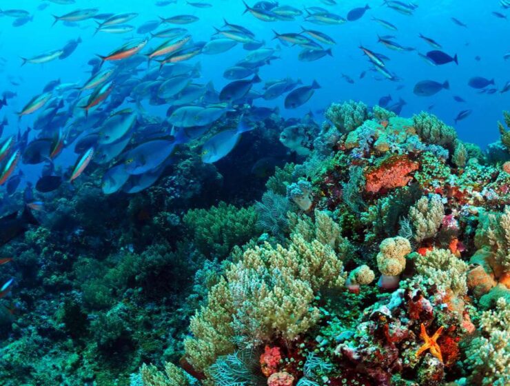 Top scuba diving destinations worldwide