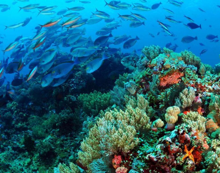 Top scuba diving destinations worldwide