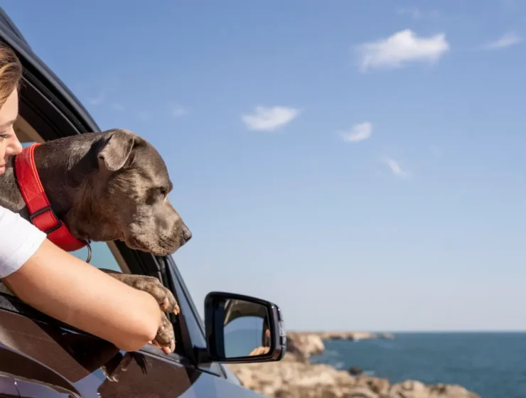 pet-friendly travel destinations in the USA