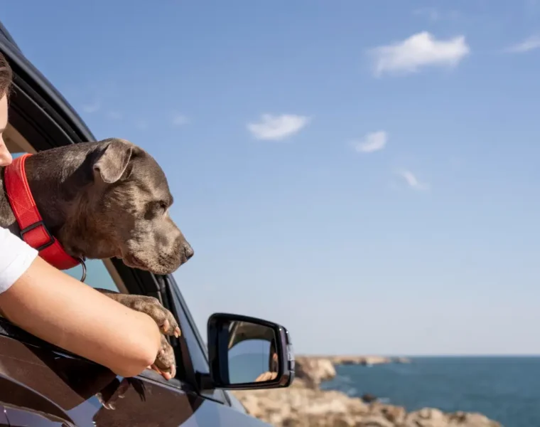 pet-friendly travel destinations in the USA