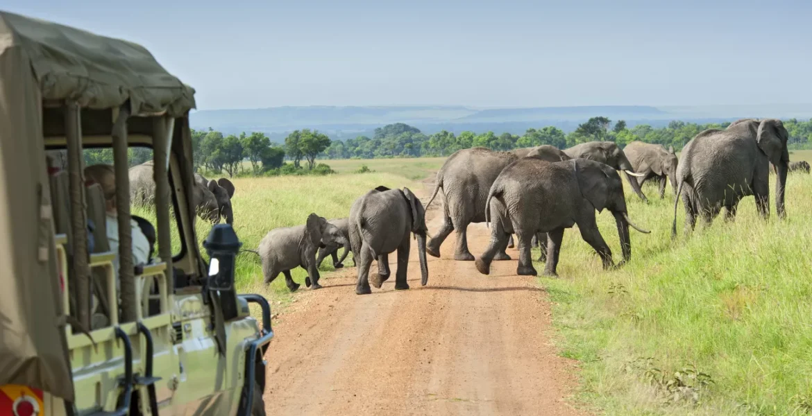 best places for wildlife safari experiences