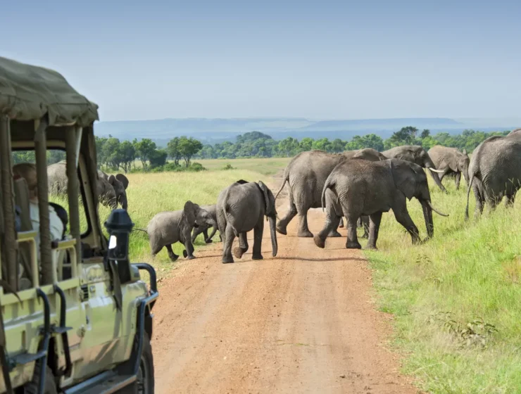 best places for wildlife safari experiences