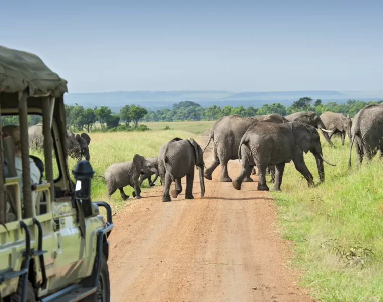 best places for wildlife safari experiences