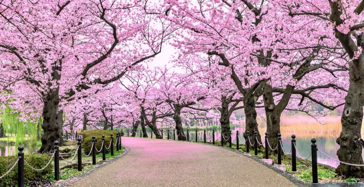 7 day itinerary for first time visitors to Japan