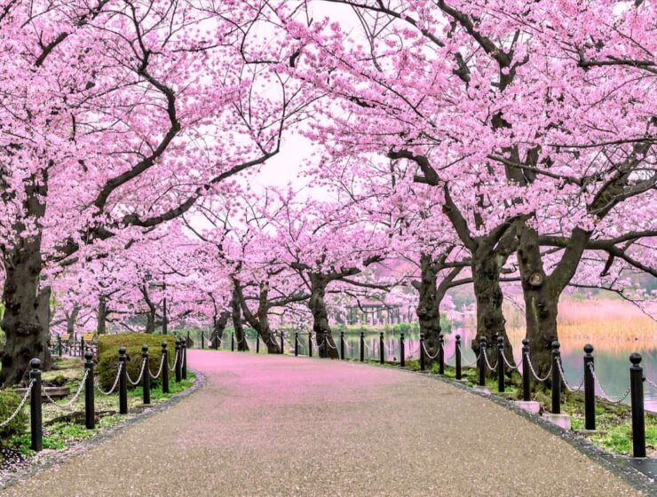 7 day itinerary for first time visitors to Japan