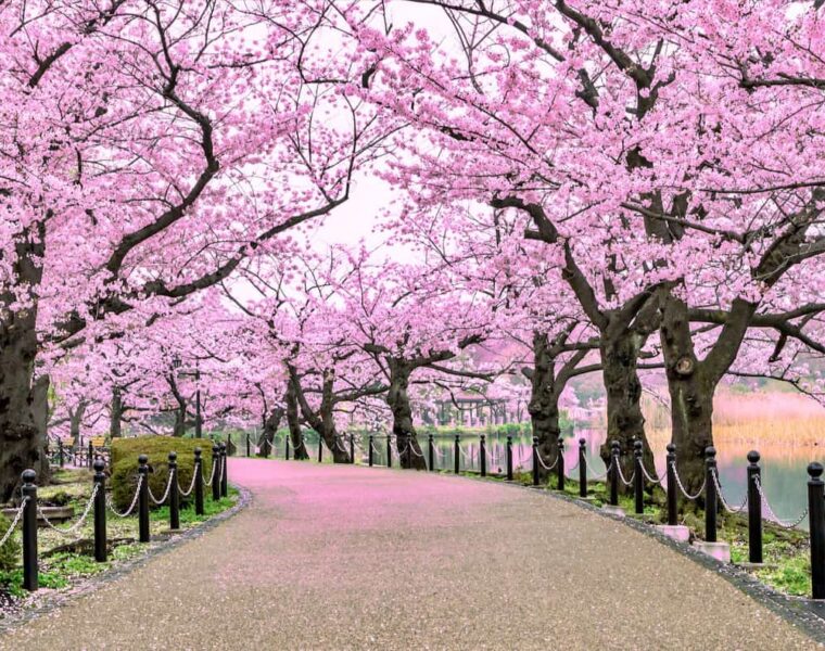 7 day itinerary for first time visitors to Japan