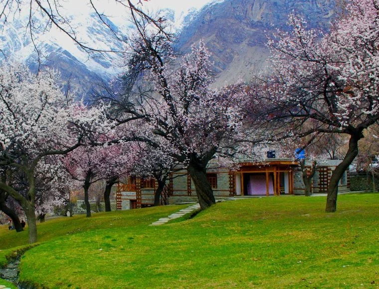 best time to visit hunza valley for cherry blossom season