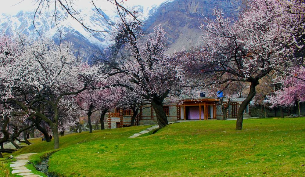 best time to visit hunza valley for cherry blossom season